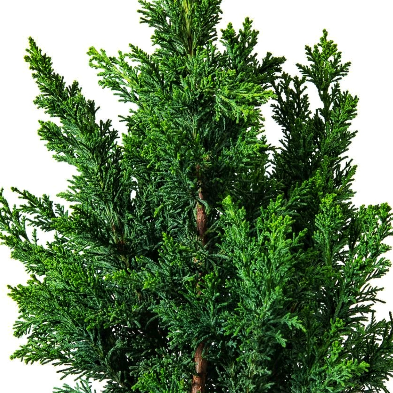 Кипарисовик туполистий "Драт" (Chamaecyparis obtusa "Draht") 3-річний - Зображення 3