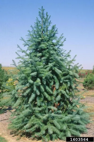 Кунінгамія ланцетна (Cunninghamia lanceolata ) 7-річна - Зображення 2