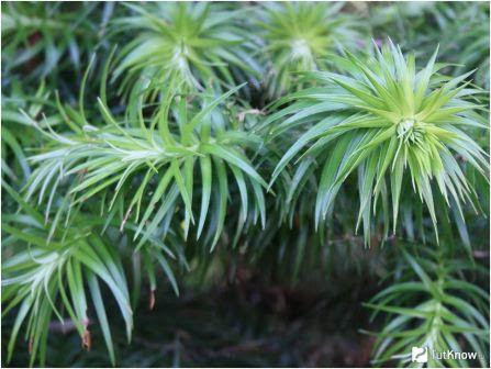 Кунінгамія ланцетна (Cunninghamia lanceolata ) 7-річна - Зображення 3
