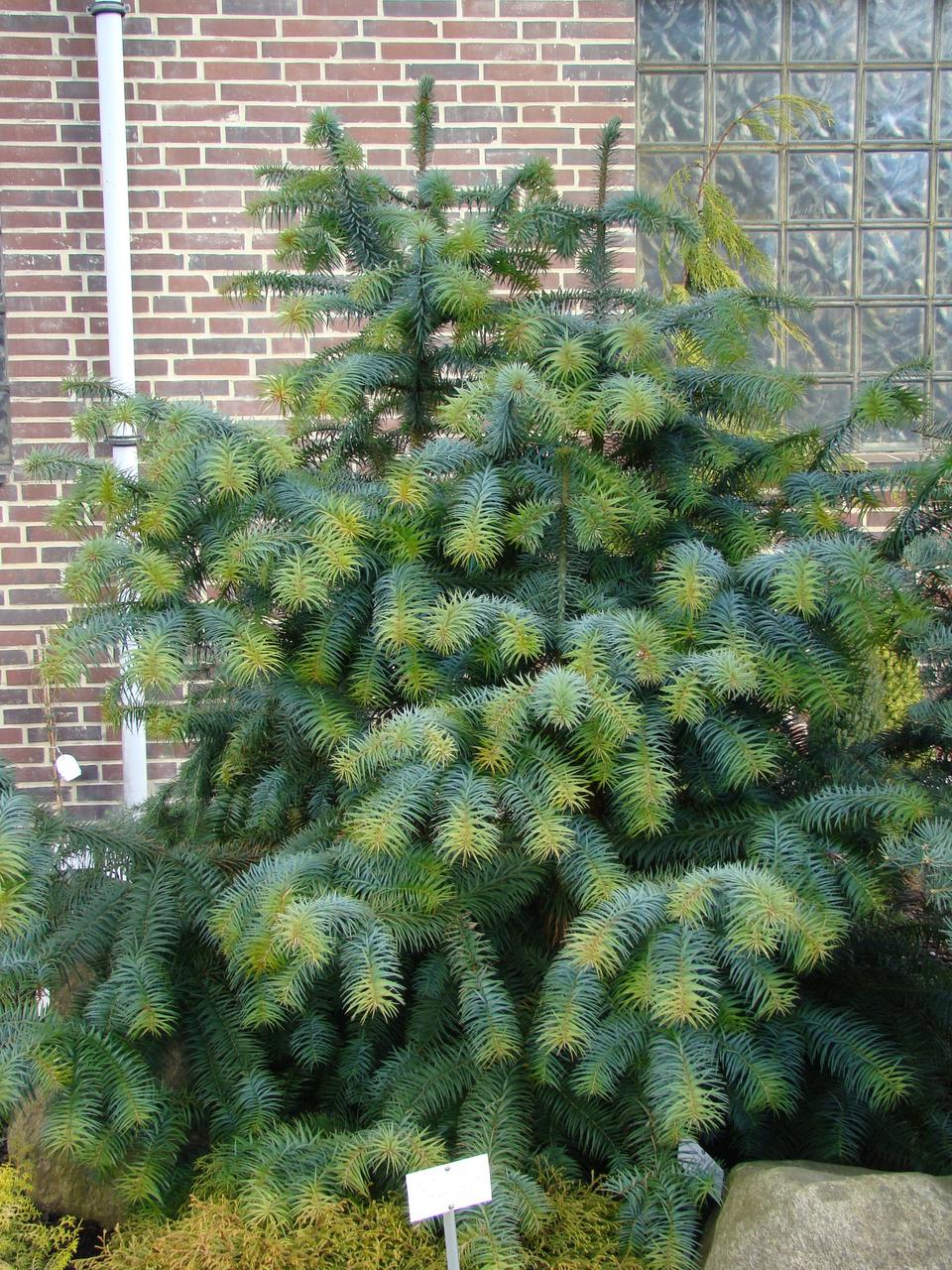 Кунінгамія ланцетна (Cunninghamia lanceolata ) 7-річна - Зображення 4