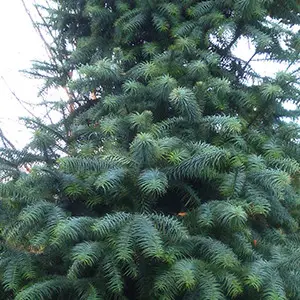 Кунінгамія ланцетна (Cunninghamia lanceolata ) 7-річна - Зображення 5
