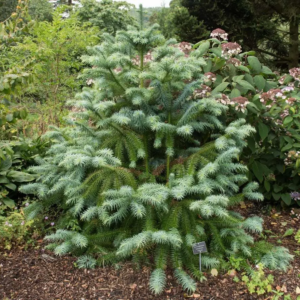 Кунінгамія ланцетна (Cunninghamia lanceolata ) 3-річна