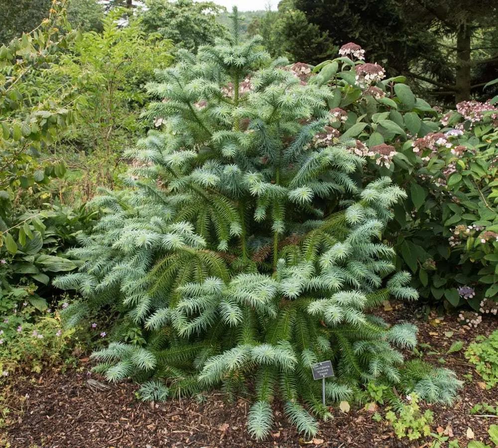 Кунінгамія ланцетна (Cunninghamia lanceolata ) 7-річна