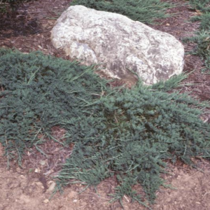 Ялівець повзучий 'Бар Харбор' (Juniperus horizontalis 'Bar Harbor') 4-річний