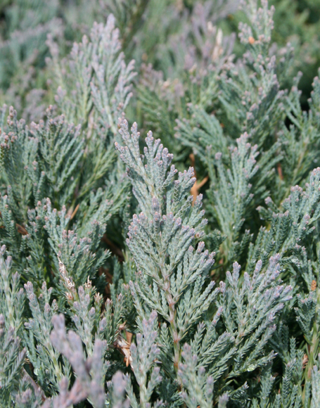Ялівець повзучий 'Бар Харбор' (Juniperus horizontalis 'Bar Harbor') 4-річний - Зображення 2