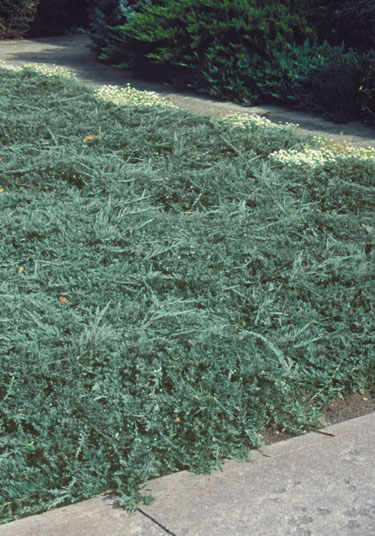Ялівець повзучий 'Бар Харбор' (Juniperus horizontalis 'Bar Harbor') 4-річний - Зображення 3