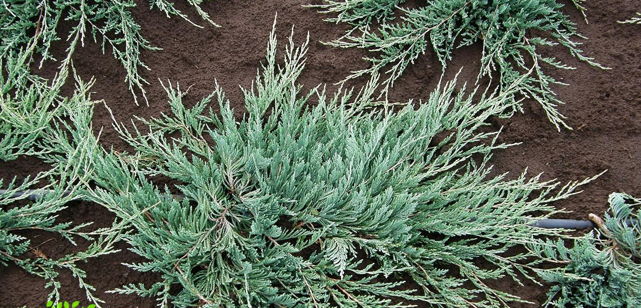 Ялівець повзучий 'Бар Харбор' (Juniperus horizontalis 'Bar Harbor') 4-річний - Зображення 4