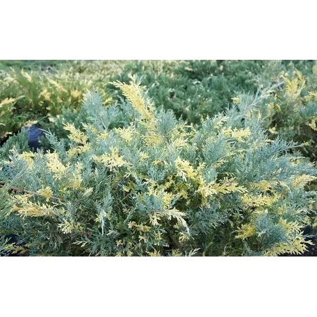 Ялівець середній Блю енд Голд , "Blue and Gold" 3- річний - Зображення 5