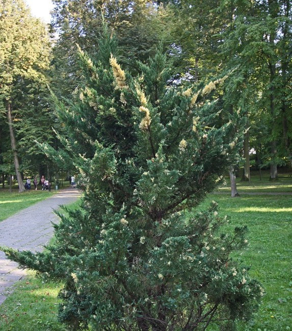 Ялівець китайський 'Кайзука Варієгата Juniperus chinensis 'Kaizuka Variegata' 3-річний - Зображення 2
