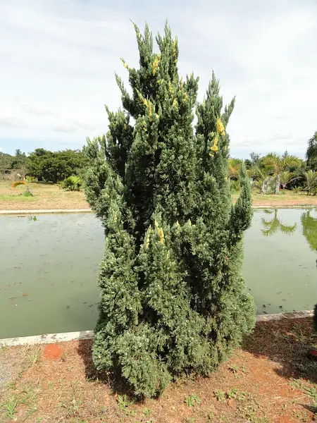 Ялівець китайський 'Кайзука Варієгата Juniperus chinensis 'Kaizuka Variegata' 3-річний - Зображення 3