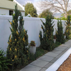 Ялівець китайський 'Кайзука Варієгата Juniperus chinensis 'Kaizuka Variegata' 3-річний