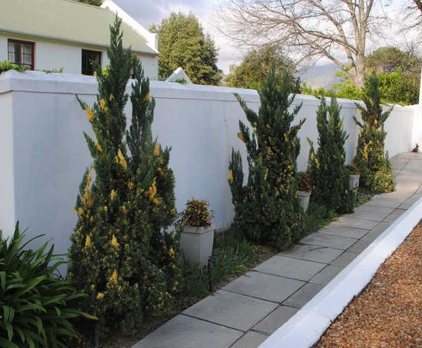 Ялівець китайський 'Кайзука Варієгата Juniperus chinensis 'Kaizuka Variegata' 3-річний