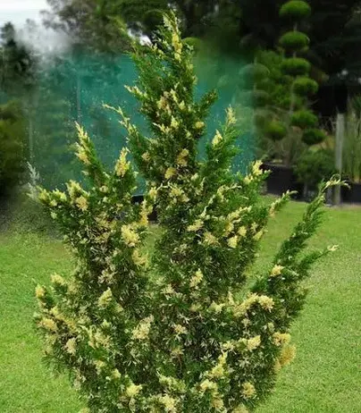 Ялівець китайський 'Кайзука Варієгата Juniperus chinensis 'Kaizuka Variegata' 3-річний - Зображення 4