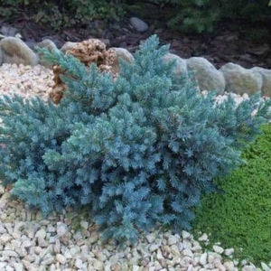Ялівець лускатий 'Блу Стар' Juniperus squamata 'Blue Star' 3-річний