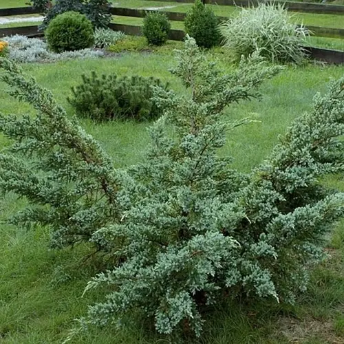 Ялівець лускатий Meyeri 3 річний, Можжевельник чешуйчатый Мейери, Juniperus squamata Meyeri - Зображення 2