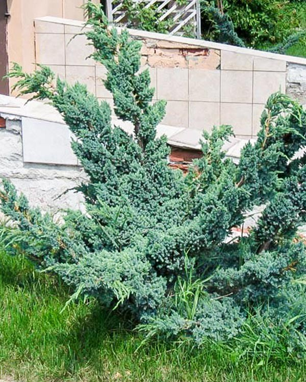 Ялівець лускатий Meyeri 3 річний, Можжевельник чешуйчатый Мейери, Juniperus squamata Meyeri - Зображення 3