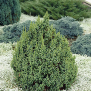 Ялівець лускатий "Лодері", Juniperus squamata "Loderi", 3-річний, С1, 5