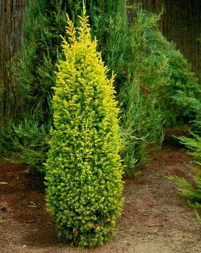 Ялівець звичайний Голд Кон , "Gold Cone" 3- річний Можжевельник обыкновенный Голд Кон - Зображення 3