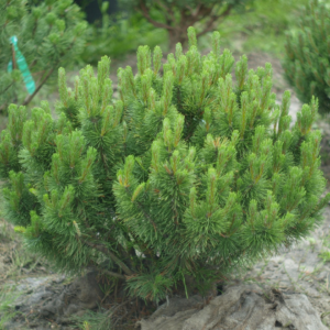 Сосна гірська 'Мугус' Pinus mugo 'Mughus 8-річна