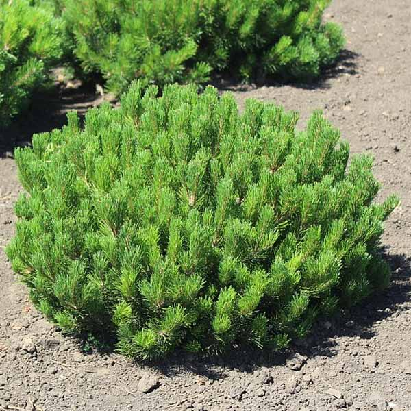 Сосна гірська 'Мугус' Pinus mugo 'Mughus 8-річна - Зображення 2