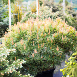 Сосна густоквiткова Алiса Веркаде Pinus densiflora Alice Verkade 10-річна (Н-90 см)