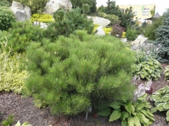 Сосна густоквiткова Алiса Веркаде Pinus densiflora Alice Verkade 10-річна (Н-90 см) - Зображення 2