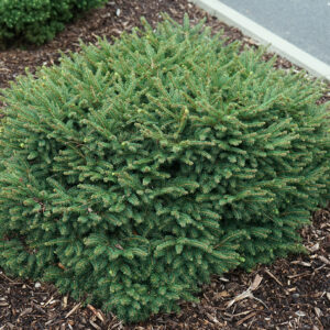 Ялина сербська "Карел", Picea omorika 'Karel', 3-річна, С1, 5