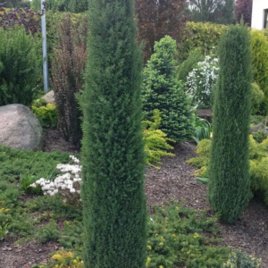 Ялівець звичайний 'Арнольд' Juniperus communis 'Arnold 3-річний