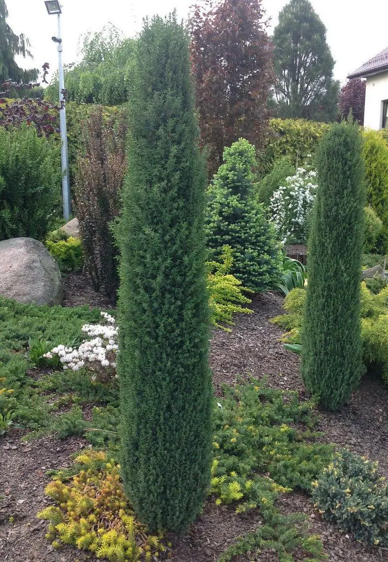 Ялівець звичайний 'Арнольд' Juniperus communis 'Arnold 3-річний