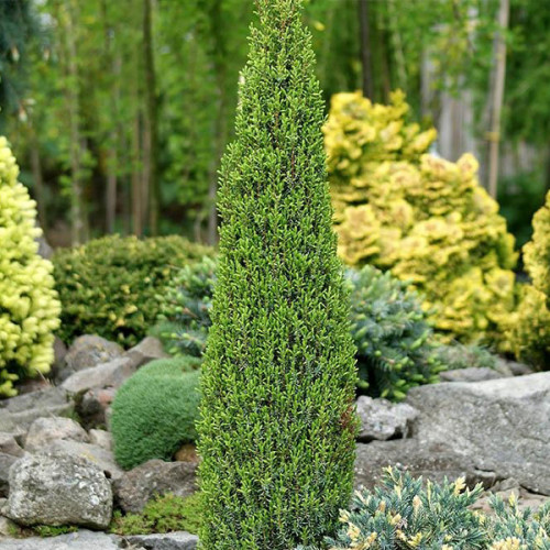 Ялівець звичайний 'Арнольд' Juniperus communis 'Arnold 3-річний - Зображення 2