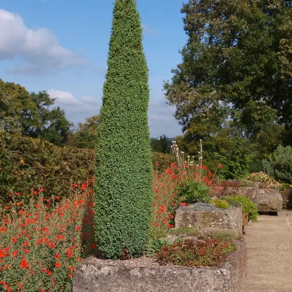 Ялівець звичайний 'Арнольд' Juniperus communis 'Arnold 3-річний - Зображення 3
