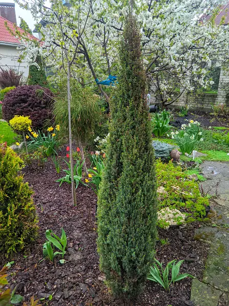 Ялівець звичайний 'Арнольд' Juniperus communis 'Arnold 3-річний - Зображення 4