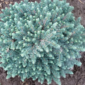 Ялина колюча 'Вальдбрунн' Picea pungens 'Waldbrunn' 4-річна