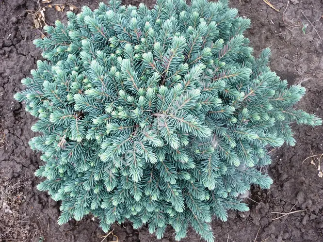 Ялина колюча 'Вальдбрунн' Picea pungens 'Waldbrunn' 6-річна - Зображення 2
