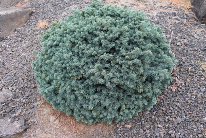 Ялина колюча 'Вальдбрунн' Picea pungens 'Waldbrunn' 6-річна - Зображення 3