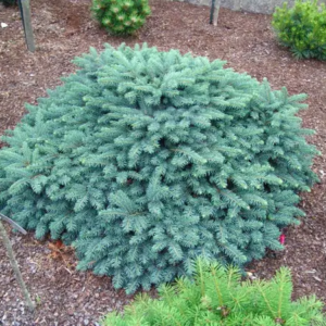 Ялина колюча 'Вальдбрунн' Picea pungens 'Waldbrunn' 6-річна