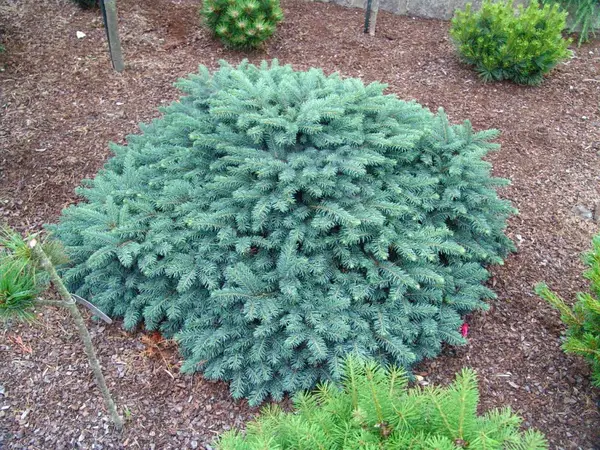 Ялина колюча 'Вальдбрунн' Picea pungens 'Waldbrunn' 6-річна