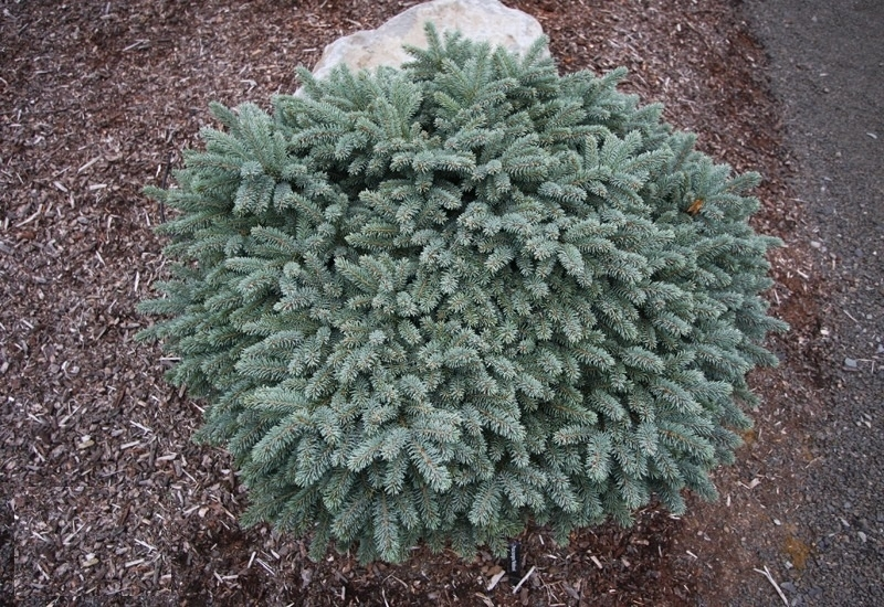 Ялина колюча 'Вальдбрунн' Picea pungens 'Waldbrunn' 6-річна - Зображення 4