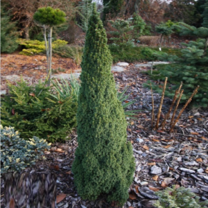 Ялина канадська Лаурін Picea glauca Laurin 5-річна