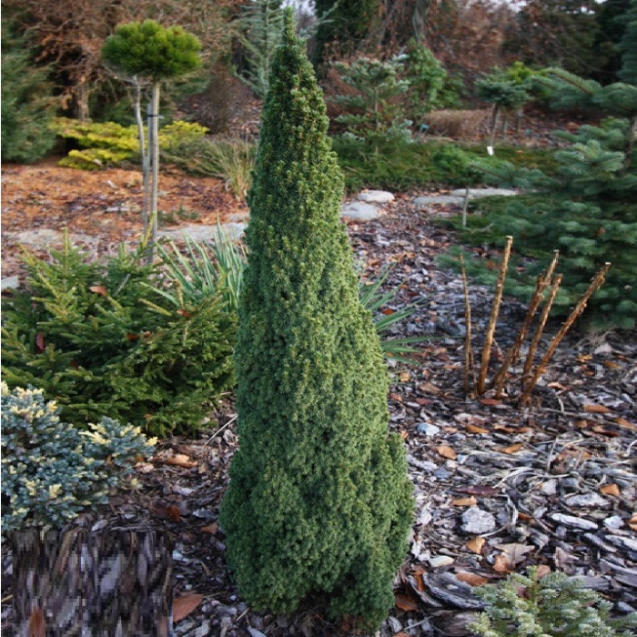 Ялина канадська Лаурін Picea glauca Laurin 5-річна