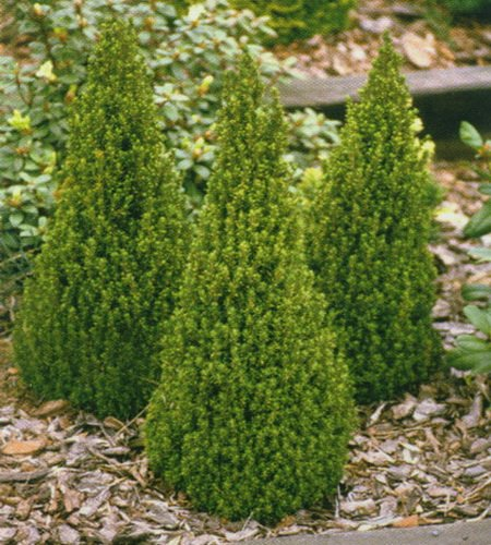 Ялина канадська Лаурін Picea glauca Laurin 5-річна - Зображення 2
