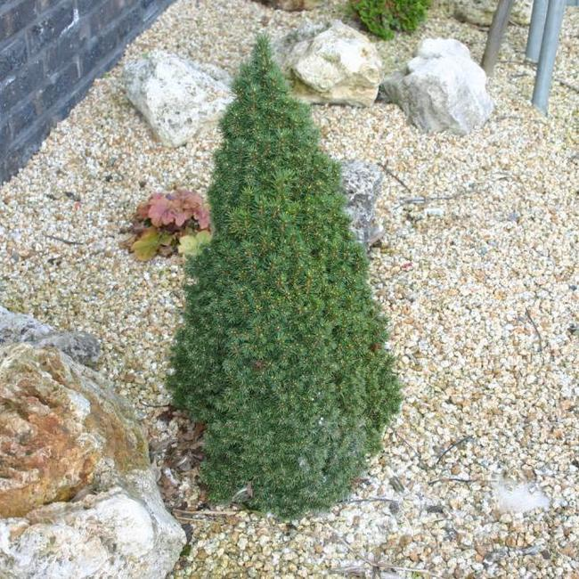 Ялина канадська Лаурін Picea glauca Laurin 5-річна - Зображення 3
