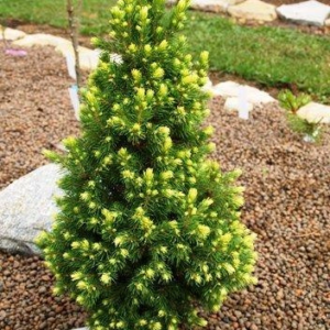 Ялина канадська 'Рейнбоуз Енд' Picea glauca 'Rainbow's End' 6-річна