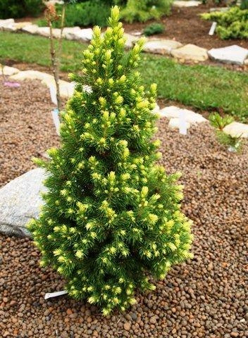 Ялина канадська 'Рейнбоуз Енд' Picea glauca 'Rainbow's End' 6-річна - Зображення 2
