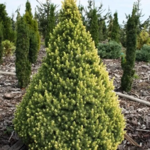 Ялина канадська 'Рейнбоуз Енд' Picea glauca 'Rainbow's End' 6-річна