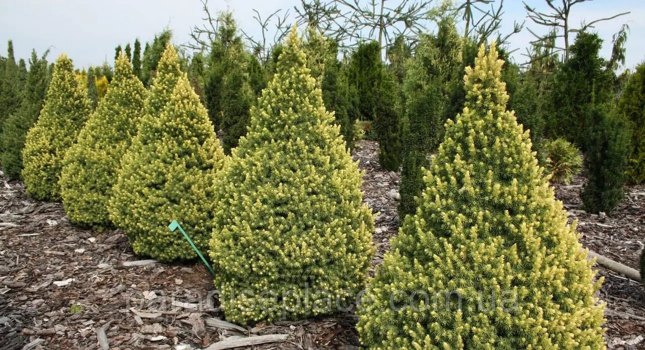 Ялина канадська 'Рейнбоуз Енд' Picea glauca 'Rainbow's End' 6-річна - Зображення 3