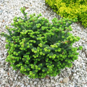 Ялиця бальзамічна Нана Abies balsamea Nana