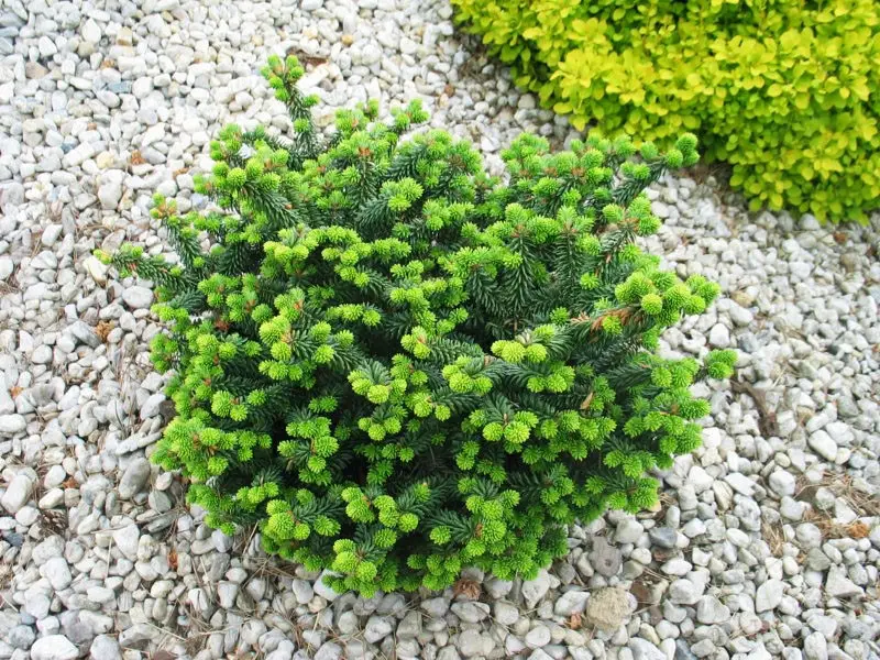 Ялиця бальзамічна Нана Abies balsamea Nana