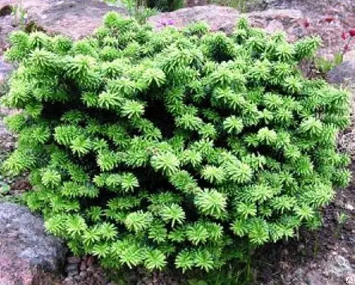 Ялиця бальзамічна Нана Abies balsamea Nana - Зображення 2