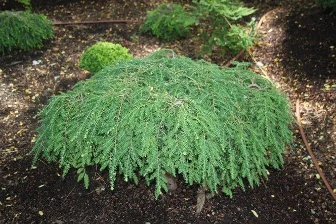 Тсуга канадська Колс Прострейт Tsuga canadensis Cole's Prostrate 6-річна - Зображення 4